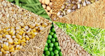 中國市場崛起 加拿大薩省糧油食品出口額創新高，達36億加元